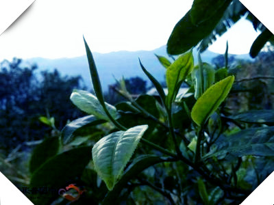 崂山红茶绿茶区别及哪个好喝，崂山红茶的功效