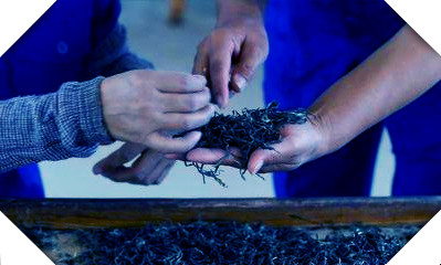 最香的茶叶品种是什么？探索香气浓的茶品世界