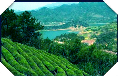 红茶有几种都叫什么名字及中国十大红茶品种一览