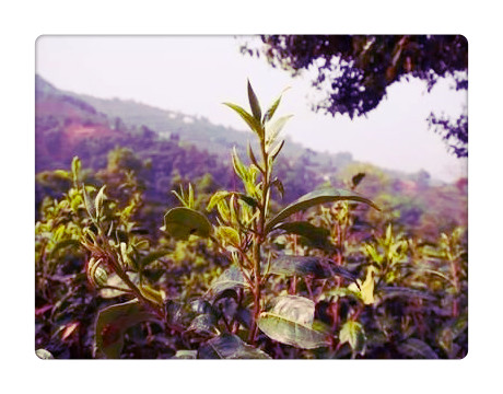 武义县主要产哪些茶叶？
