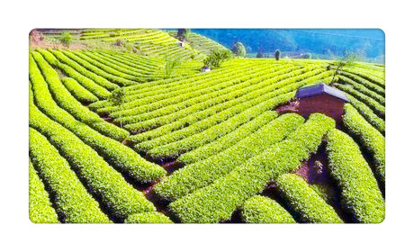重庆都有哪些茶叶品种？了解重庆本地特色茶品及其图片