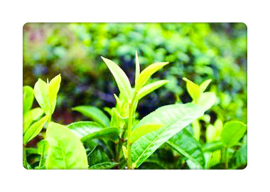 临沧昔归普洱茶的特点、产地及价格