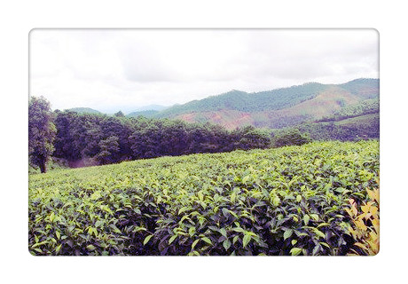 的锡兰红茶品牌：排行榜及推荐