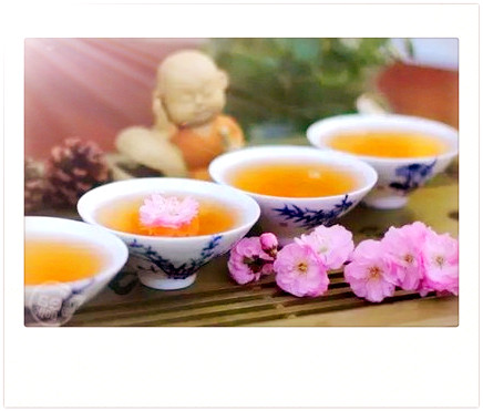 红雪茶是什么植物，「科普」红雪茶是什么植物？来了解一下它的生长环境和功效