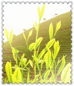 草本植物二月兰，探秘二月兰：草本植物的春天使者