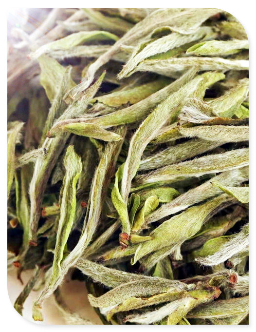 2020曼松古树茶多少一公斤的价格及品质-了解茶叶市场