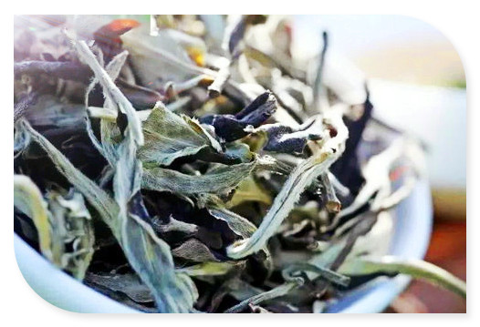 小龙茶属于什么茶，探究神秘的小龙茶：它属于哪一类茶叶？