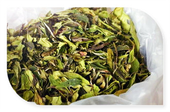 乌牛早是白茶吗，探究茶叶品种：乌牛早是否属于白茶？