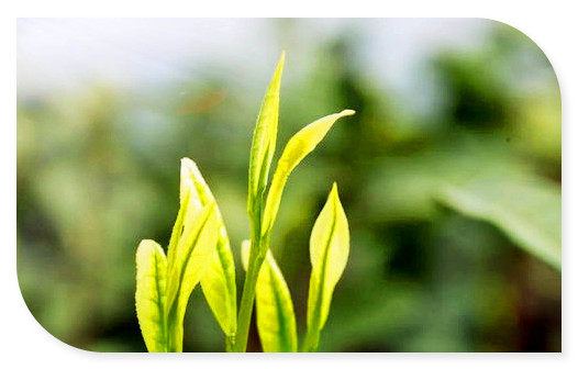 山茶的作用与功效：详细介绍山茶叶及其种类