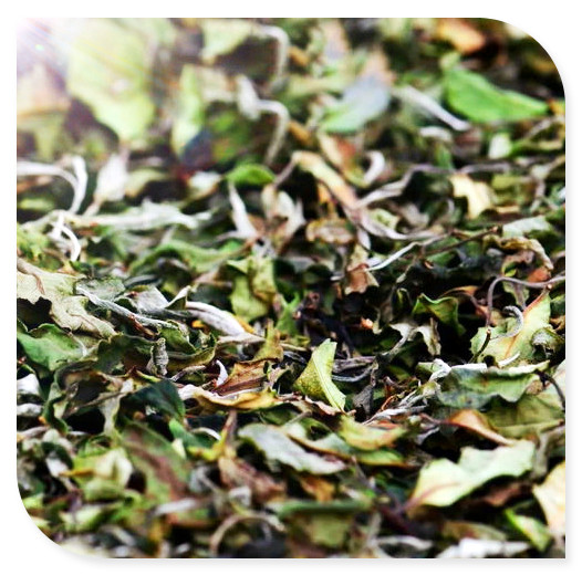 马茶属于什么茶种，揭秘茶叶种类：马茶属于哪种茶？