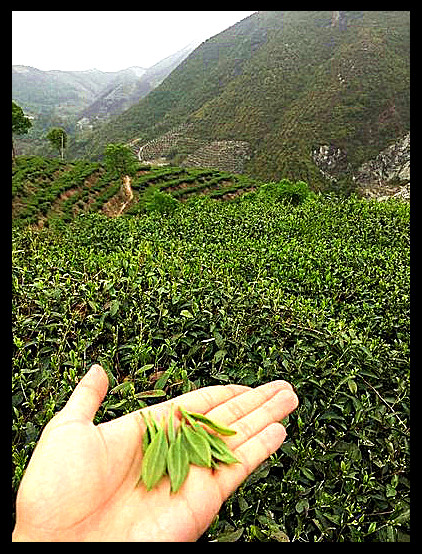 冰岛五寨属于普洱茶，产地在云南西双版纳州，口感独特，备受茶友喜爱。