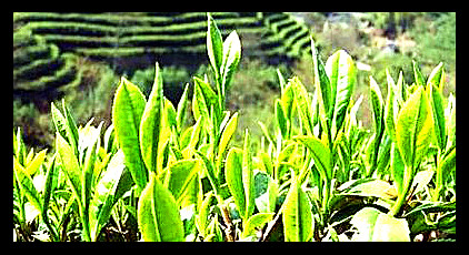 湖北有什么茶叶品种及其特点