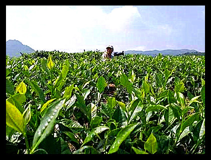 眉主要产地及茶叶货源