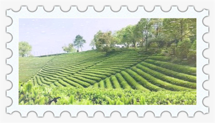 中国最早的红茶是什么茶种