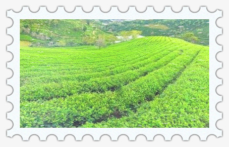 为什么锡兰红茶那么便宜，揭秘锡兰红茶为何价格亲民？