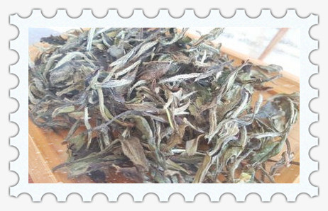 眉茶树的品种及图片
