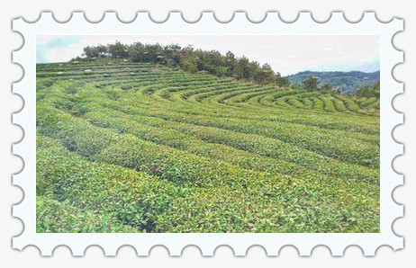 代主要流行什么茶，探秘代饮茶文化：主要流行的茶类是什么？