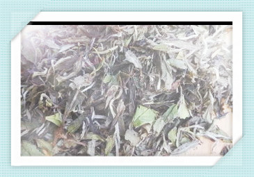 太白山有什么茶叶品种？了解太白山特色茶品及其名称与图片