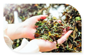 西昆贡眉白茶：原产地、制作工艺、茶叶特点及饮用方式