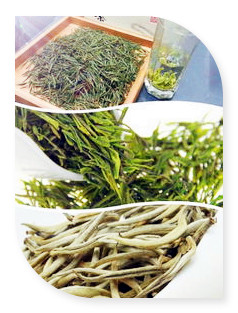 曼松古树茶叶种类及特点