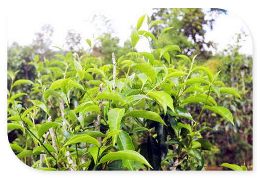 大红花是红茶吗，还是绿茶？图片及解析