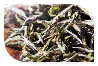 曼松普洱生茶的功效与副作用、口感及作用