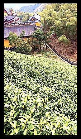 中国眉之乡茶产业加工园区建设目