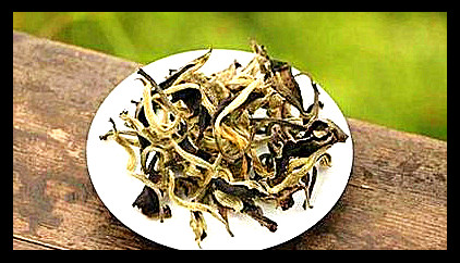 曼松古树茶是大叶种还是小叶种的特点及区别