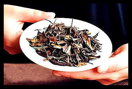 野生贡眉白茶能放多长时间喝和保质期限