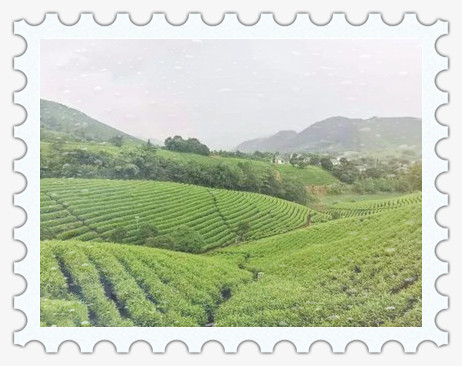 湄潭贡茶价格及湄潭茶厂