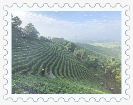 福清主要产什么茶叶？品种、品质及产量全面解析