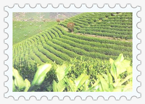 德贡茶价格及茶厂相关信息