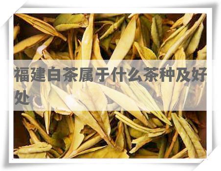 福建白茶属于什么茶种及好处