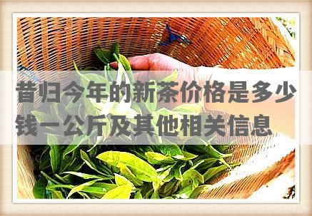 昔归今年的新茶价格是多少钱一公斤及其他相关信息