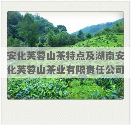 安化芙蓉山茶特点及湖南安化芙蓉山茶业有限责任公司