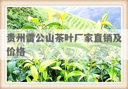 贵州雷公山茶叶厂家直销及价格
