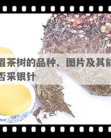 眉茶树的品种、图片及其能否采银针