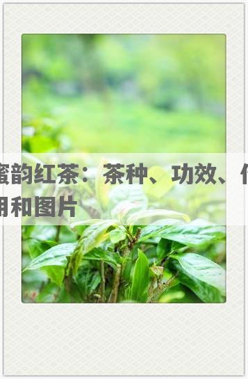 蜜韵红茶：茶种、功效、作用和图片