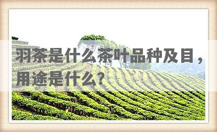 羽茶是什么茶叶品种及目，用途是什么？