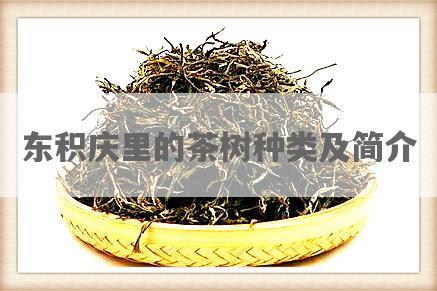 东积庆里的茶树种类及简介
