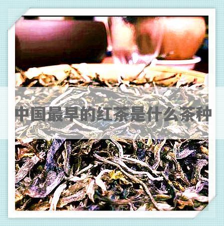 中国最早的红茶是什么茶种