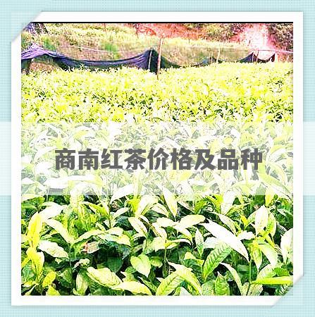 商南红茶价格及品种
