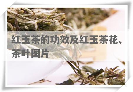 红玉茶的功效及红玉茶花、茶叶图片