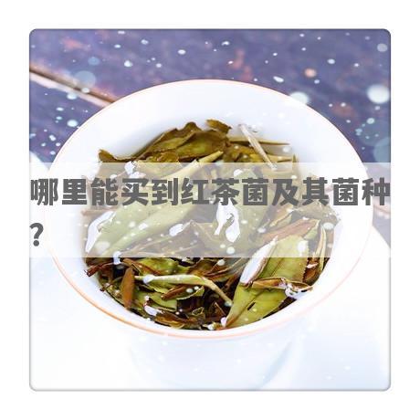 哪里能买到红茶菌及其菌种？