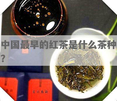 中国最早的红茶是什么茶种？