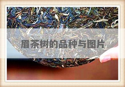 眉茶树的品种与图片
