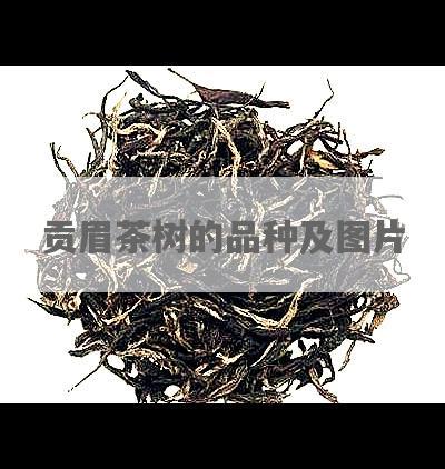 贡眉茶树的品种及图片