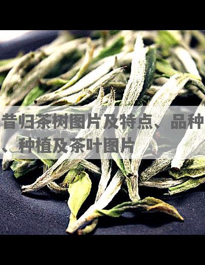 昔归茶树图片及特点、品种、种植及茶叶图片