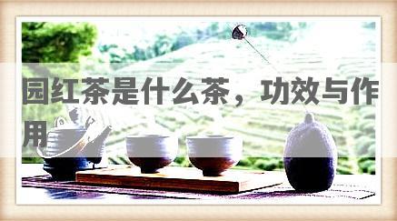园红茶是什么茶，功效与作用