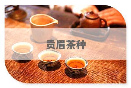 贡眉茶种